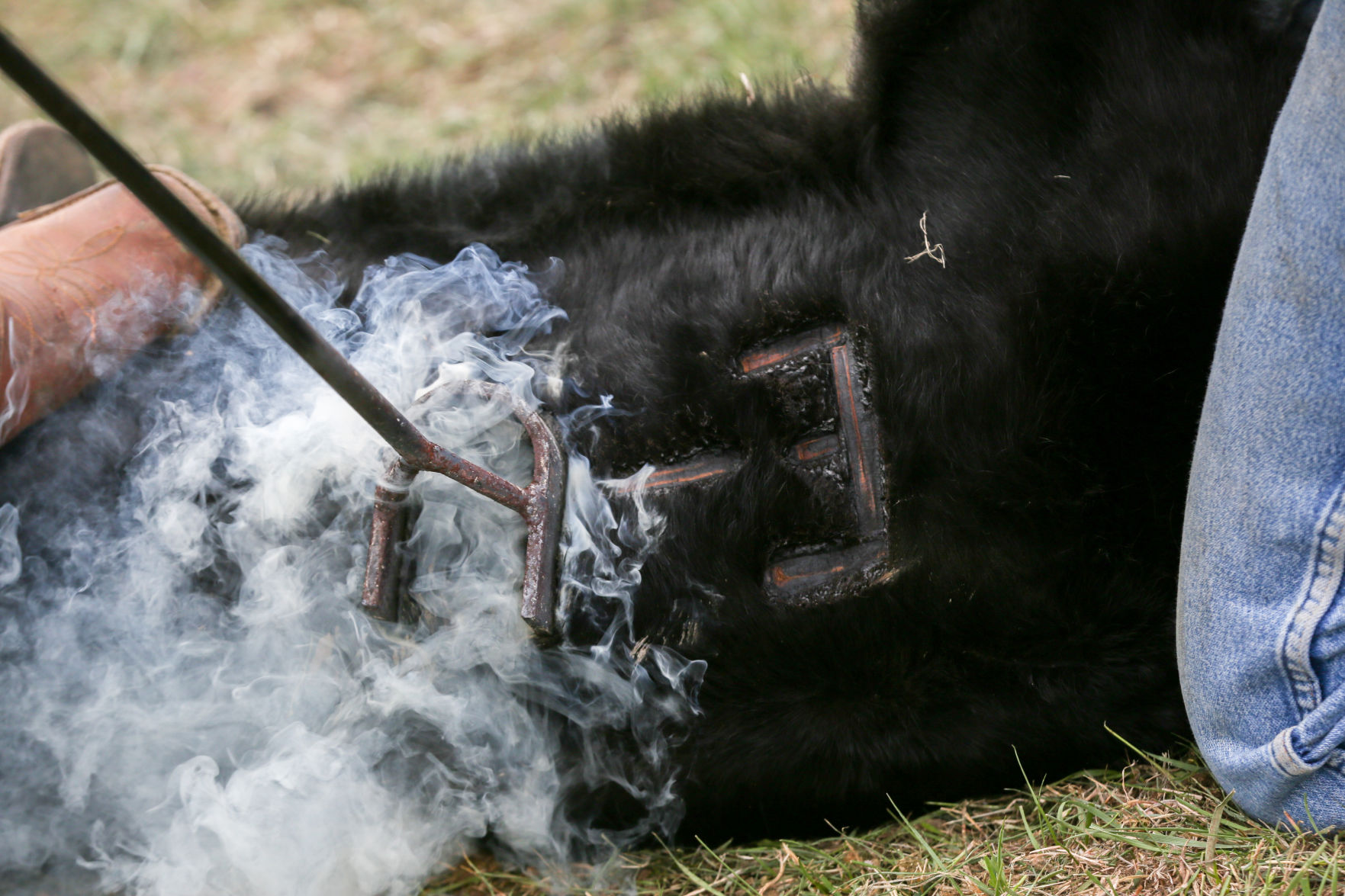 Sheridan Cattle Branding